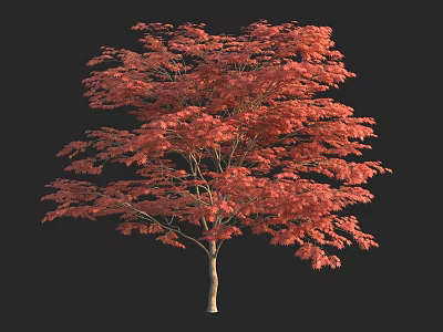 Red Leafed Arbor With Lush Canopy And Slender Trunk Against Dark Background 3d model