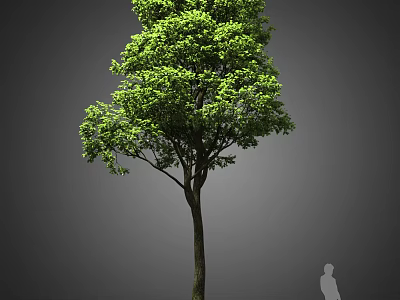 Lush Green Leafy Arbor with Straight Trunk and Human Silhouette Against Gray Background 3d model