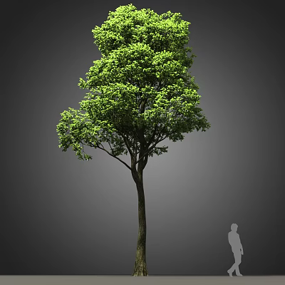 Lush Green Leafy Arbor with Straight Trunk and Human Silhouette Against Gray Background 3d model
