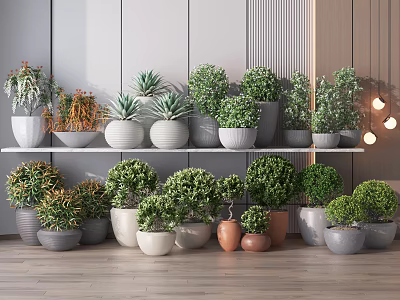 Bonsai Potted Plants of Various Types in Different Pots on Shelf and Floor Modern Interior 3d model