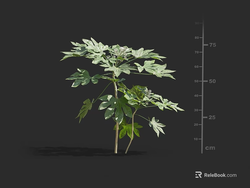 Green Leafy Shrub With Multiple Branches And Approximately 75 Centimeters Height 3d model