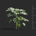 Green Leafy Shrub With Multiple Branches And Approximately 75 Centimeters Height 3d model