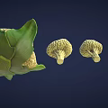 Fresh Cauliflower with Green Leaves and Different Sizes on Dark Background