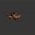 Detailed Brown Cricket With Long Antennae And Legs On Dark Background