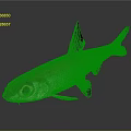 Silver Brown Fish With Large Eyes And Black Fins On Dark Background Shiny Surface