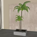 Modern Coconut Tree 3d model