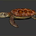 Reptile Sea Turtle Close Up With Orange Red Patterned Shell And Webbed Limbs