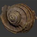 Brown Spiral Seashell With Layered Texture And Shiny Surface On Dark Background