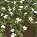 Lush Green Leaf Plant Blooming With White Flowers In Dense Cluster