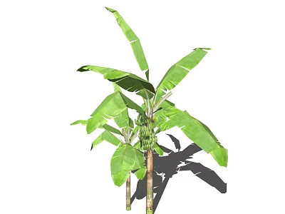 Tall Banana Tree With Lush Green Leaves Thick Trunk And Fresh Banana Bunch 3d model