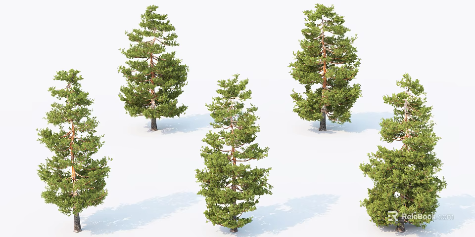 Green Pine Trees With Tall Trunks And Lush Foliage On White Background 3d model 