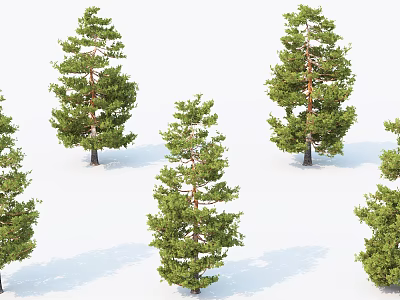 Green Pine Trees With Tall Trunks And Lush Foliage On White Background 3d model