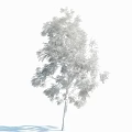 Tall Arbor With Lush Green Foliage Straight Trunk And Dense Branches