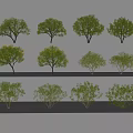 Arbor Trees With Various Green Yellow Leaves And Different Crown Shapes 3d model