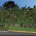 Lush Tropical Garden Landscape With Palm Trees Green Plants Shrubs And Stone Pavement