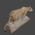 Mountain Lion Specimen Display at National Museum of Nature and Science Standing on Rock Base