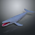 Blue Whale with Open Mouth Dorsal Fin and Pectoral Fins Against Dark Gradient Background