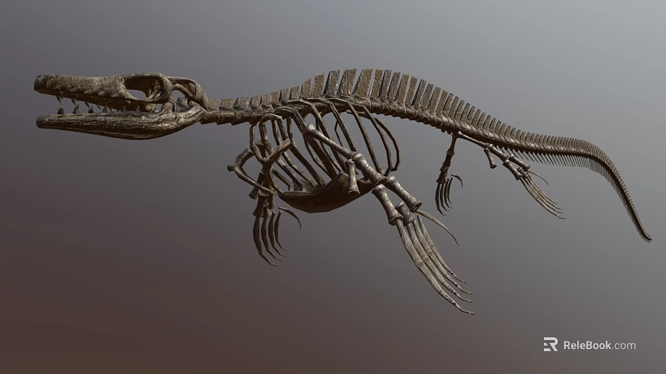 Complete Dinosaur Skeleton Display With Detailed Bone Structure And Fossil Features 3d model
