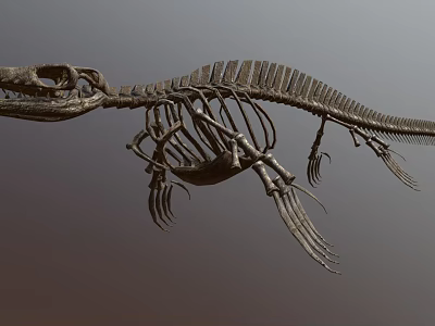 Complete Dinosaur Skeleton Display With Detailed Bone Structure And Fossil Features 3d model