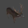 Realistic Brown Deer With Large Antlers Standing In Natural Pose