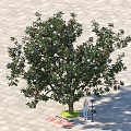 Lush Green Arbor In Paved Plaza With Street Lamp And Pedestrian Figure