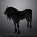 Black Horse With Long Mane And Tail Standing On Gray Background
