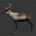 Reindeer With Large Antlers And Brown White Fur Standing On Gray Background