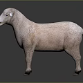 Realistic Light Pink Standing Sheep Sculpture On Dark Background With Reflection 3d model