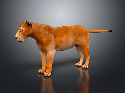 Realistic Lioness 3D Model With Orange Brown Fur Standing On Gray Gradient Background 3d model