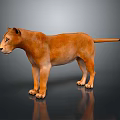Realistic Lioness 3D Model With Orange Brown Fur Standing On Gray Gradient Background 3d model