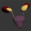 3D Rendering of Human Urinary Organs Kidneys Ureters and Bladder Anatomy Structure
