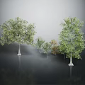 Different Sizes Trees With Green Leaves And One Yellowish In Grey Background Reflective Ground