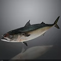 Fresh Fish With Blue Green Silver Body Red Eye And Shiny Reflection Against Gray Background
