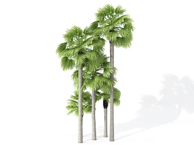Tall Palm Trees With Lush Green Fronds And Straight Trunks 3d model