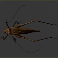 Brown Insect With Long Antennae Extended Legs And Detailed Wings On Dark Background With Reflection