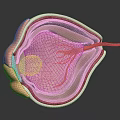 Detailed 3D Human Eye Anatomical Structure Showing Retina And Blood Vessels