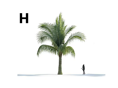 Tall Palm Tree With Green Fronds And Person Walking Nearby With Letter H 3d model