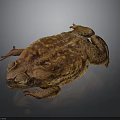 Realistic Close Up View Of Brown Spotted Toad With Rough Skin On Dark Background