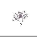 Purple Flowering Tree With Silhouette Of A Person Against Blue Sky And White Clouds
