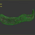 Ancient Animal Organ Fossil With Curved Jawbone And Hair Traces On Dark Background