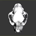 Detailed Shiny Metallic Skull Structure With Glossy Surface Texture And Reflection Details