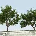 Lush Fruit Bearing Tree With Green Leaves And Ripe Fruits On Branches