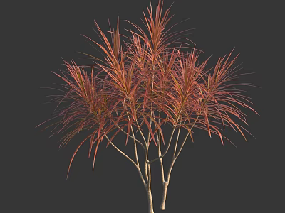 Ornamental Tree With Slender Branches And Red Orange Foliage For Garden Landscaping 3d model