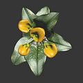 Beautiful Yellow Calla Lilies with Green Leaves in White Vase Decorative Fresh Plant Arrangement