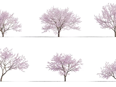 Several Pink Blossoming Trees Arranged in Two Rows Against White Background 3d model