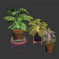 Houseplants With Variegated Leaves And Green Foliage In Terracotta Pots On Wooden And Metal Stands