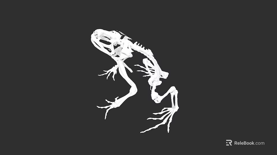 Detailed Aquatic Animal Frog Skeleton With Visible Bones And Limb Structure 3d model 