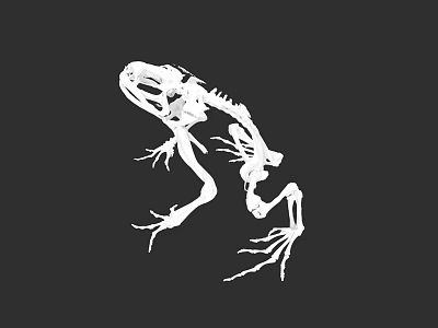 Detailed Aquatic Animal Frog Skeleton With Visible Bones And Limb Structure 3d model