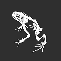 Detailed Aquatic Animal Frog Skeleton With Visible Bones And Limb Structure
