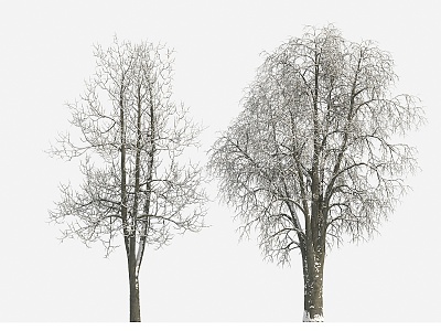 Plant Tree Snow Tree Winter Tree Big Tree 3d model